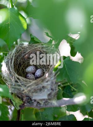 Eggs in a bird nest on a tree Stock Photo