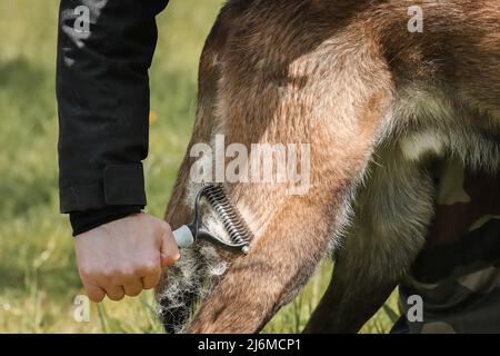 brushing the malinois belgian shepherd dog moulting winter hair loss coat maintenance Stock Photo