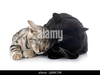 two cats  in front of white background Stock Photo