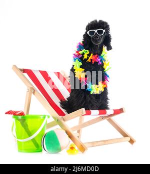 black poodle in front of white background Stock Photo