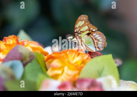 Close up of the side of a malachite butterfly perched on an orange flower against a bokeh background Stock Photo