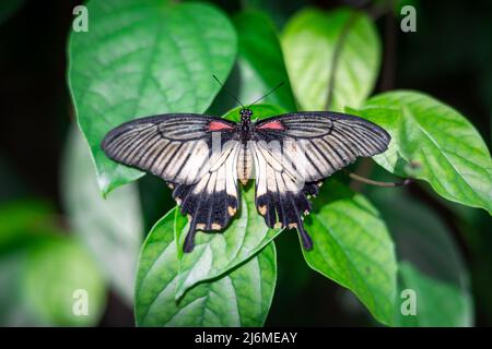 Close up of a female Great Mormon butterfly lying on green leaves with its wings spread Stock Photo