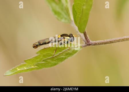A Long Hoverfly, Sphaerophoria scripta, resting on a leaf. Stock Photo