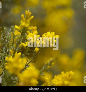 Flora of Gran Canaria - bright yellow flowers of Teline microphylla, broom species endemic to the island, natural macro floral background Stock Photo