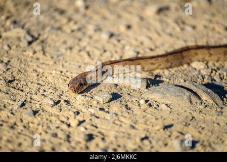 A snake on a trail at Cap de Creus (Empordà, Girona, Costa Brava, Catalonia, Spain) ESP: Una serpiente en un sendero del cabo de Creus, Gerona, España Stock Photo