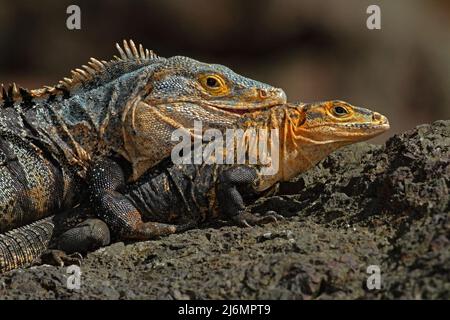 Pair of Reptiles, Black Iguana, Ctenosaura similis, male and female sitting on black stone, chewing to head, animal in the nature habitat, wildlife, M Stock Photo