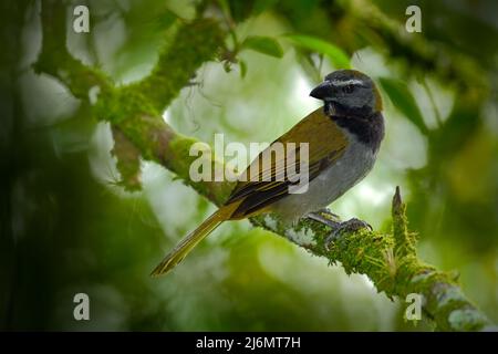 Exotic bird. Buff-throated Saltator, Saltator maximus, sitting on the branch in the green forest. Tropic tanager in the nature habitat at Costa Rica, Stock Photo