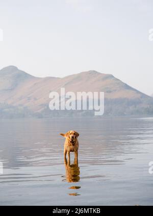 A pet fox red Labrador retriever dog standing in a calm lake on vacation in The Lake District National Park with copy space Stock Photo