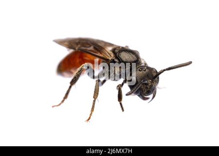 insects of europe - bees: diagonal front view of blood bee Specodes  (german Blutbiene)  isolated on white background Stock Photo
