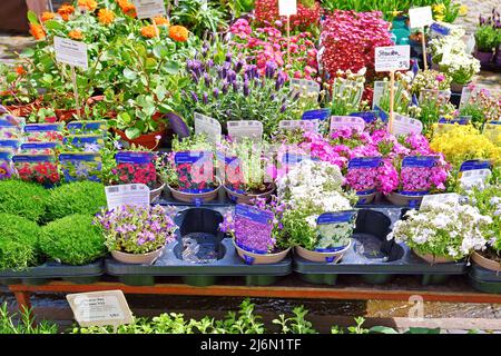 Freiburg, Germany - April 2022: Different colorful garden spring plants for sale at market Stock Photo