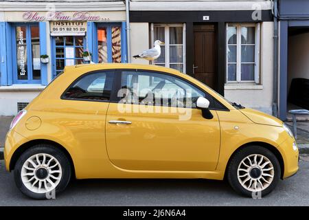 Gull standing on a car in Honfleur - Calvados - Normandy - France Stock Photo