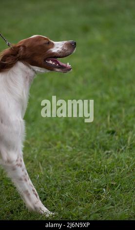 Irish Red and White Setter walking into frame from the left Stock Photo