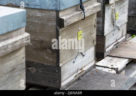 Close-up of the flight hole of beehives Stock Photo