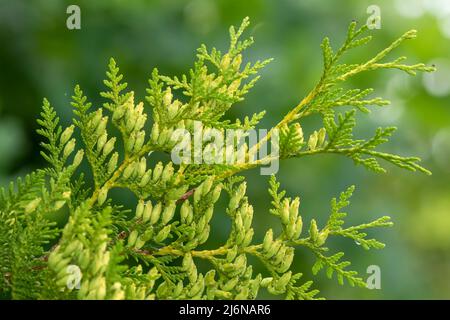 Green branches of Thuja occidentalis, also known as northern white cedar, eastern white cedar or arborvitae. Branch of evergreen coniferous tree on gr Stock Photo