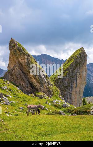 Donkeys at pointed rock formations Stock Photo