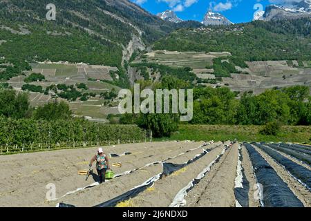 Harvest worker with a basket of asparagus in an asparagus field of the Philfruits agricultural company in the Rhone Valley, Riddes, Valais, Switzerlan Stock Photo