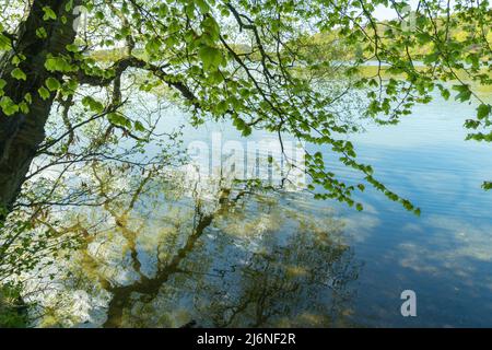 tree branches reflected in Talkin Tarn, Brampton, Cumbria, UK Stock Photo