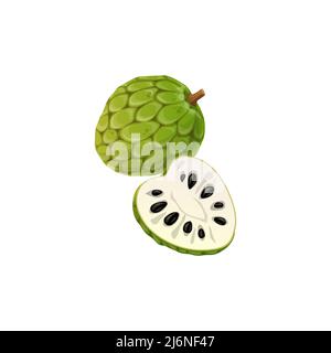 Cherimoya or custard apple fruit, Annona squamosa exotic tropical food snack whole and cut. Vector guanabana, graviola and soursop half with black seeds. Healthy organic food snack, sugar apple Stock Vector