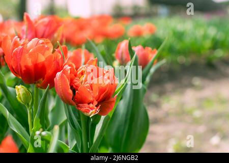 Close up of red spring blooming tulips on green blured background. Spring flowers background. Beautiful floral garden. Decorative park Stock Photo