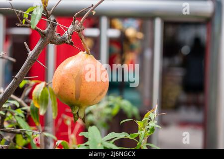 Red pomegranate on a tree Stock Photo