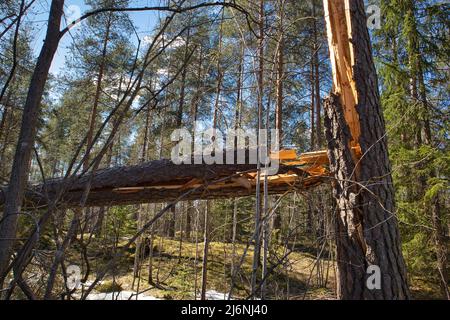 Broken pine tree in the forest after a storm Stock Photo