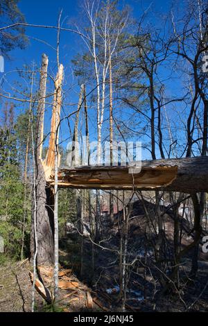 Broken pine tree in the forest after a storm Stock Photo
