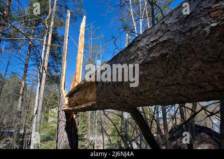 Broken pine tree in the forest after a storm Stock Photo