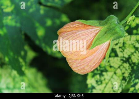 pale orange/peach coloured Gold Dust  flowering maple (Abutilon hybridum) flower Stock Photo