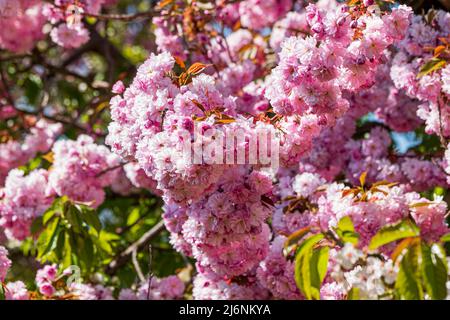 Close-up of the branch of a pink blooming Japanese blooming cherry  Stock Photo