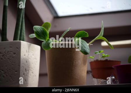 Young Zucchini Plant in a Pot on a Rooftop Window Sill Stock Photo