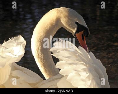 single Mute Swan (Cygnus olor) displaying with water drops on plumage in bright Winter light at Leighton Moss RSPB NR in North Lancashire, England,UK Stock Photo