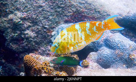Underwater of beautifully colored blue-barred parrotfish swimming coral reefs Stock Photo