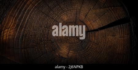 burnt wood texture background. tree cross section. banner Stock Photo