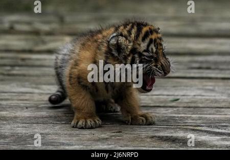 (220503) -- KUNMING, May 3, 2022 (Xinhua) -- A Siberian tiger cub plays at Yunnan Wild Animal Park in Kunming, southwest China's Yunnan Province, May 3, 2022. The one-month-old Siberian tiger quadruplets greet visitors at Yunnan Wild Animal Park during the Labor Day holiday. (Xinhua/Jiang Wenyao) Stock Photo