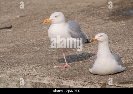 A one legged and a no legged seagull look like they are begging for food Stock Photo