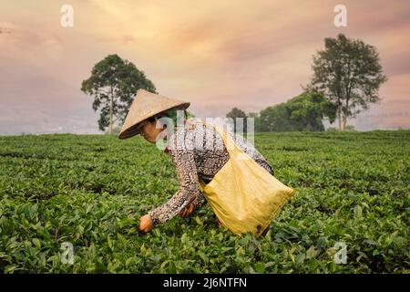 Sapa, Vietnam - April 17, 2016: Hmong woman in traditional vietnamese hat picking tea leaves to basket with hands. Stock Photo