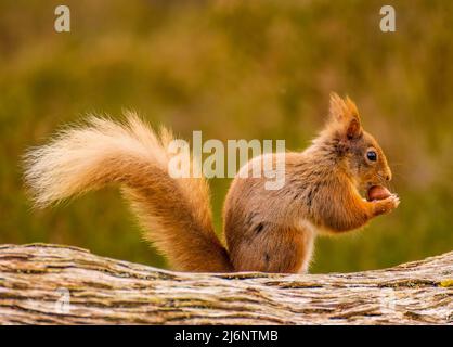Red Squirrel Stock Photo