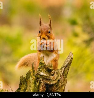 Red Squirrel Stock Photo