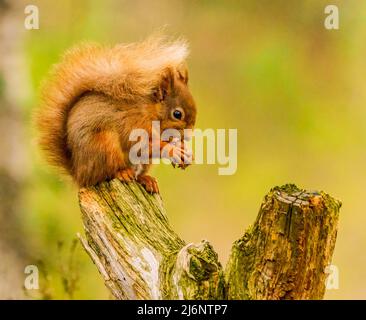 Red Squirrel Stock Photo