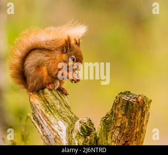 Red Squirrel Stock Photo