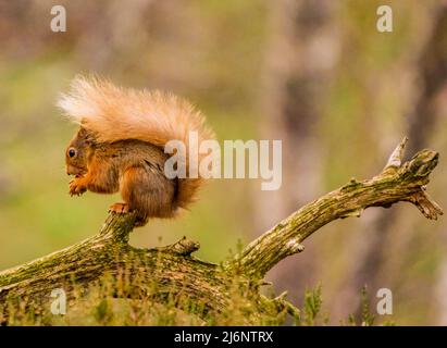 Red Squirrel Stock Photo