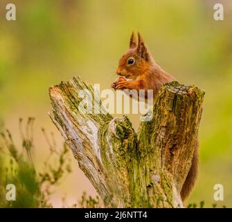 Red Squirrel Stock Photo