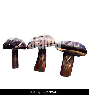 Different types of brown mushrooms on white background, Clip-art, art,  Hand drawing mushroom. Stock Photo