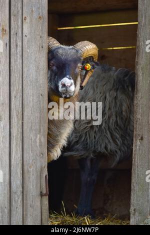 Portrait of a black and white Skudde sheep with horns looking out of its stable. Stock Photo
