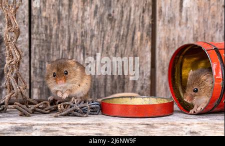 A tiny harvest mouse plays amongst tools on a shelf in a wooden shed Stock Photo