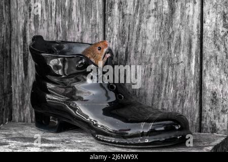 A tiny harvest mouse plays amongst tools on a shelf in a wooden shed Stock Photo