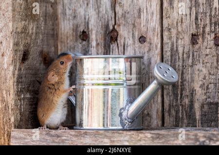 A tiny harvest mouse plays amongst tools on a shelf in a wooden shed Stock Photo