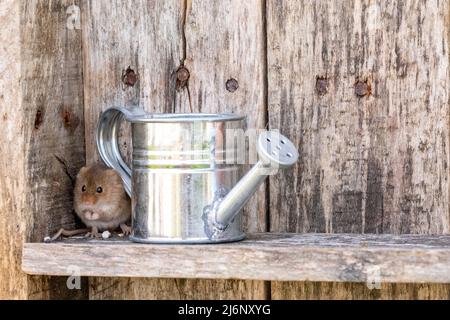 A tiny harvest mouse plays amongst tools on a shelf in a wooden shed Stock Photo