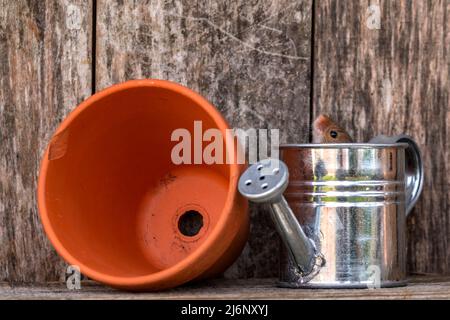 A tiny harvest mouse plays amongst tools on a shelf in a wooden shed Stock Photo