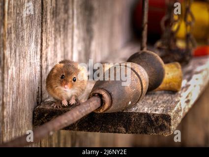A tiny harvest mouse plays amongst tools on a shelf in a wooden shed Stock Photo